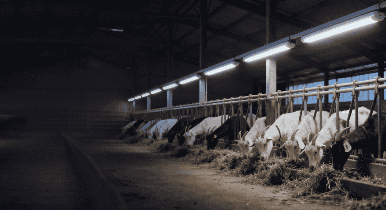 livestock farm led lighting